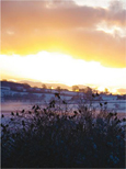 Birds at sunset