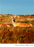 Exmoor Deer