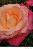 Deer Park Rose