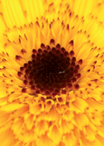 Yellow Flower