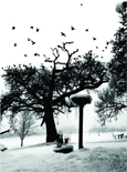 Snow Birds