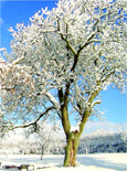 Snow Trees