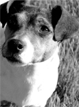 Tilly Dog