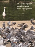 Heron Eric
