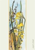 Wild Dafodil by Judy Ball