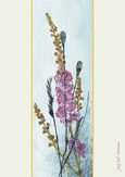 Verbascum by Judy Ball