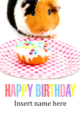 Guinea Pig