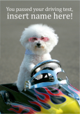 Passed Driving Test