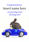 Congratulations Rabbit